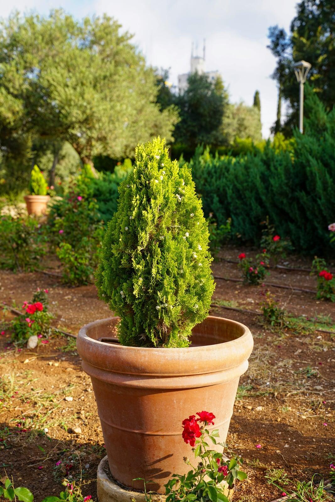 Tree and Shrub Care
